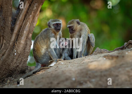 Singe - Chlorocebus pygerythrus - famille avec les parents et les enfants de singe de la famille des Thraupidae originaire d'Afrique, très semblable au m Banque D'Images