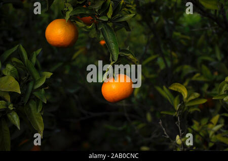 Green orange tree ayant un couple d'oranges accroché sur une ferme en espagnol Banque D'Images
