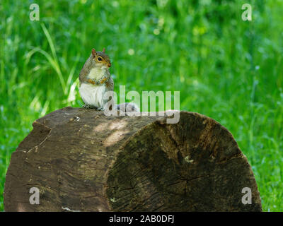 L'écureuil gris (Sciurus carolinensis) debout sur un arbre tombé block à Tower Hamlets Cemetery Park à Mile End, Londres, UK Banque D'Images