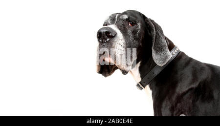 Dogue Allemand. portrait d'une teinte chien sur fond blanc Banque D'Images