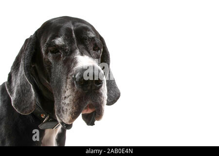 Dogue Allemand. portrait d'une teinte chien sur fond blanc Banque D'Images