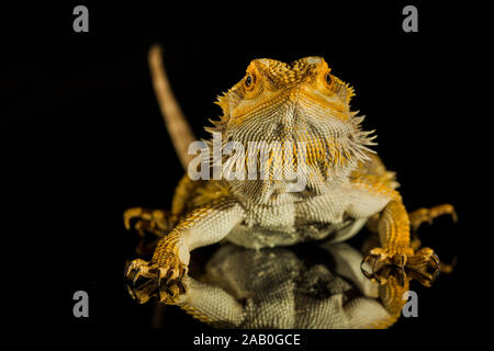 Agama dragon barbu reptile sur fond noir, studio. Banque D'Images