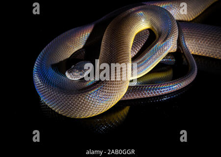 Seul serpent arc-en-ciel - Liasis fuscus Python de l'eau - isolé sur black mirror. Banque D'Images