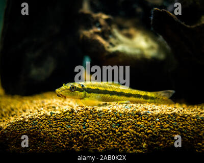 Mangeur d'algues chinois dans fish tank (Gyrinocheilus aymonieri) Banque D'Images