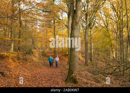 Les gens marcher une forêt d'automne avec des arbres à 'réserve naturelle Leudal' Banque D'Images