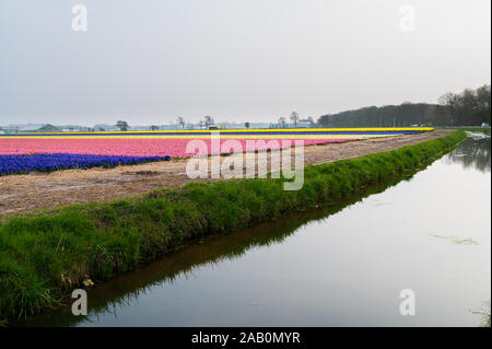 Domaine de jacinthes roses et mauves sur un côté de la rivière en Hollande Banque D'Images