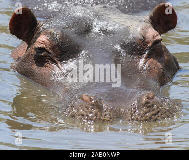 Un Hippopotame (Hippopotamus amphibius) ferme ses narines en préparation pour mettre sa tête sous l'eau. Parc national de Serengeti, Tanzanie. Banque D'Images