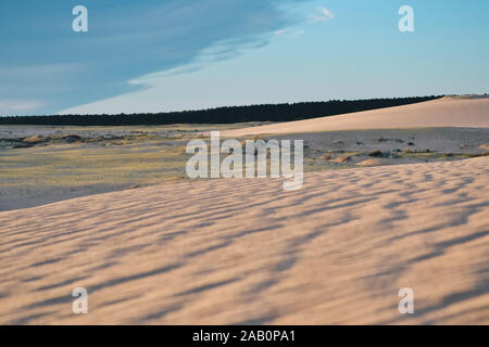 Proche de sable sur un jour venteux avec quelques arbres en arrière-plan Banque D'Images