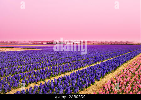 Domaine de jacinthes mauve avec ciel de couleur en Hollande Banque D'Images