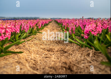 Domaine de jacinthes rouge en Hollande Banque D'Images