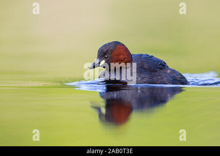 , Zwergtaucher Podiceps ruficollis Banque D'Images