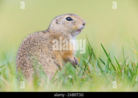 Tiesel, Spermophilus citellus Banque D'Images