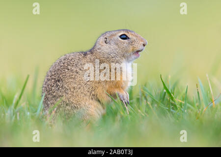 Tiesel, Spermophilus citellus Banque D'Images