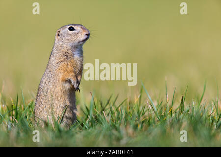 Tiesel, Spermophilus citellus Banque D'Images