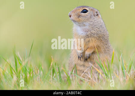 Tiesel, Spermophilus citellus Banque D'Images