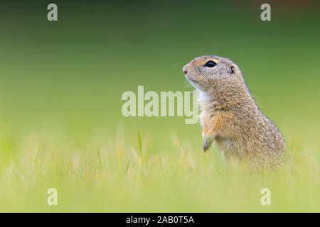 Tiesel, Spermophilus citellus Banque D'Images