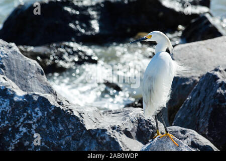 Aigrette debout sur un rocher comme les vagues déferlent autour d'elle Banque D'Images