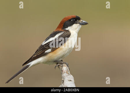 Woodchat Shrike Lanius Pie-grièche sénateur à tête rousse Alcaudón Común Banque D'Images