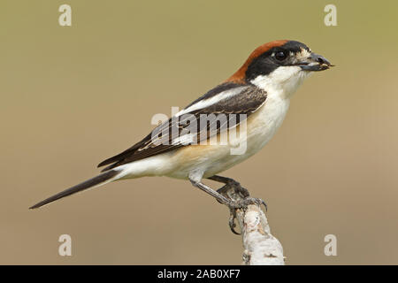 Woodchat Shrike Lanius Pie-grièche sénateur à tête rousse Alcaudón Común Banque D'Images
