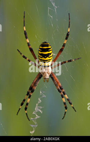 Zebraspinne Wespenspinne Argiope bruennichi ; ; Banque D'Images