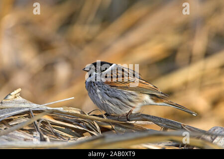 Rohrammer ; Reed Bunting, Emberiza schoeniclus bruant des roseaux ; ; Escribano palustre Banque D'Images