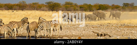 Afrikanischer Elefant, Loxodonta africana, l'éléphant, le bush africain l'Éléphant de savane d'Afrique, Éléphant de savane d'Afrique, afrika elefanto Banque D'Images