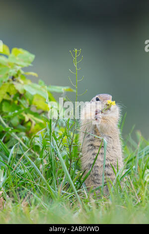 Tiesel, Spermophilus citellus Banque D'Images
