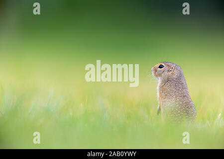 Tiesel, Spermophilus citellus Banque D'Images