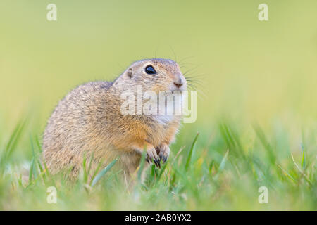Tiesel, Spermophilus citellus Banque D'Images