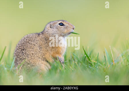 Tiesel, Spermophilus citellus Banque D'Images