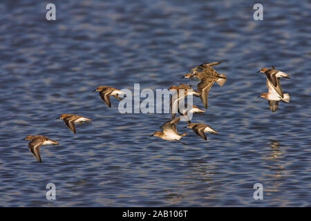 Zwergstrandlaeufer, peu de passage, Calidris minuta, Bécasseau minute, Correlimos Menudo Banque D'Images