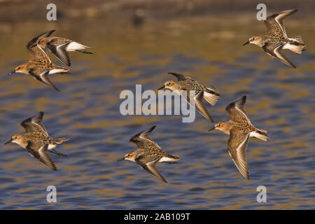 Zwergstrandlaeufer, peu de passage, Calidris minuta, Bécasseau minute, Correlimos Menudo Banque D'Images