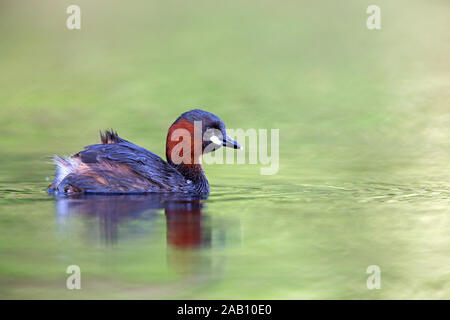 , Zwergtaucher Podiceps ruficollis Banque D'Images