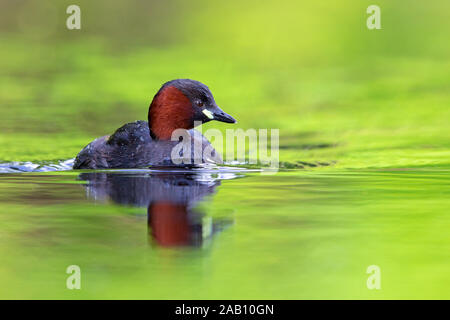 , Zwergtaucher Podiceps ruficollis Banque D'Images