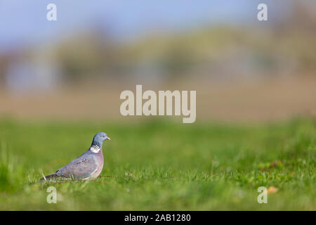 Ringeltaube, Columba palumbus, Pigeon ramier, Banque D'Images