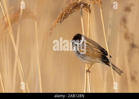 Rohrammer, Reed Bunting, Emberiza schoeniclus, bruant des roseaux, escribano palustre Banque D'Images