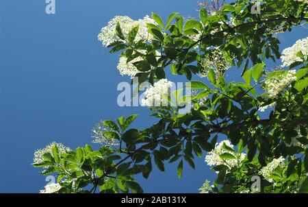 Jusqu'à la floraison dans un livre blanc, sureau Sambucus nigra, contre un ciel bleu Banque D'Images