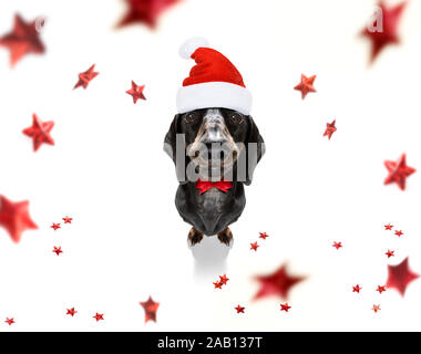 Noël père teckel chien saucisse comme une saison de vacances surprise avec red hat , isolé sur fond blanc avec des étoiles tombant Banque D'Images