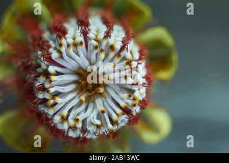 Vue de dessus de Banksia fleur sait aussi que Australian honeysuckle sur fond sombre Banque D'Images