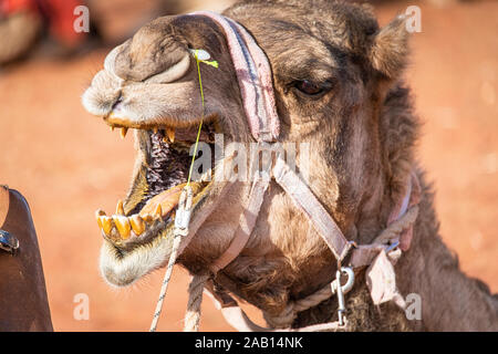 Un chameau en colère ouvre la bouche pour montrer ses dents jaunes et la mauvaise haleine dans le Territoire du Nord, Australie Banque D'Images