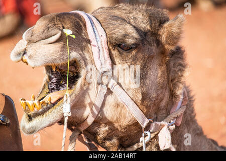 Un chameau en colère ouvre la bouche pour montrer ses dents jaunes et la mauvaise haleine dans le Territoire du Nord, Australie Banque D'Images