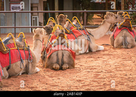 Les chameaux s'asseoir dans une ligne en attente de touristes pour leur coucher du soleil sur Uluru camel adventure tour. Yulara, Territoire du Nord, Australie Banque D'Images