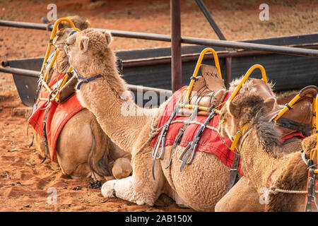 Les chameaux s'asseoir dans une ligne en attente de touristes pour leur coucher du soleil sur Uluru camel adventure tour. Yulara, Territoire du Nord, Australie Banque D'Images