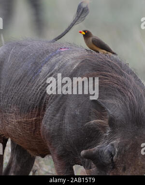 Un yellow-oxpecker (Buphagus africanus) à l'arrière d'une politique commune de phacochère (Phacochoerus africanus). L'oxpecker semble avoir été alimenter à une Banque D'Images