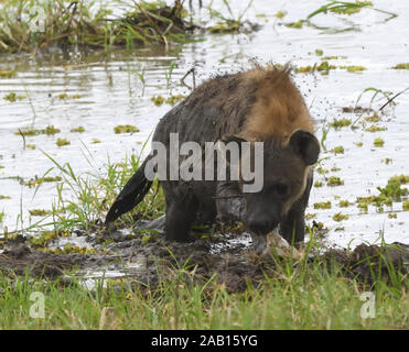 Une Hyène tachetée (Crocuta crocuta) émerge de la boue après un passage dans l'étang marécageux Silale Swamp. Parc national de Tarangire, en Tanzanie. Banque D'Images