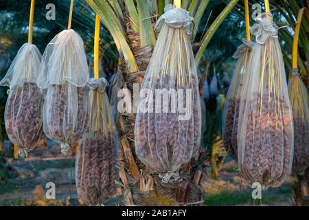 Les sacs de Plantation Date 'Deglet Nour' mature variété, Phoenix dactylifera, pré de la récolte, en Californie. Banque D'Images