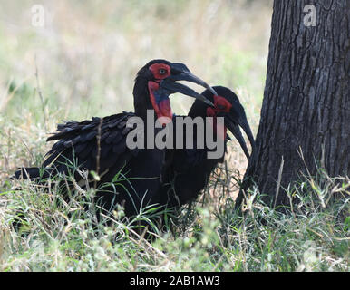 Terrestre du sud mâle et femelle calaos (Bucorvus leadbeateri, Bucorvus cafer). Parc national de Tarangire, en Tanzanie. Banque D'Images