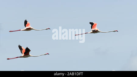 Plus de flamants roses (Phoenicopterus roseus) en vol au-dessus du Parc National d'Arusha. Arusha, Tanzanie. Banque D'Images