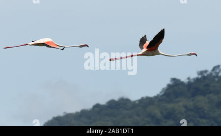 Plus de flamants roses (Phoenicopterus roseus) en vol au-dessus du Parc National d'Arusha. Arusha, Tanzanie. Banque D'Images