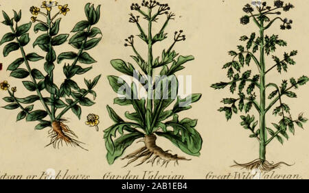 Le médecin anglais 'Culpepper et complet ; herbal' (1789) Banque D'Images